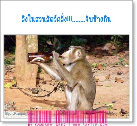 ชื่อ:  14673-3.jpg
ครั้ง: 645
ขนาด:  90.1 กิโลไบต์