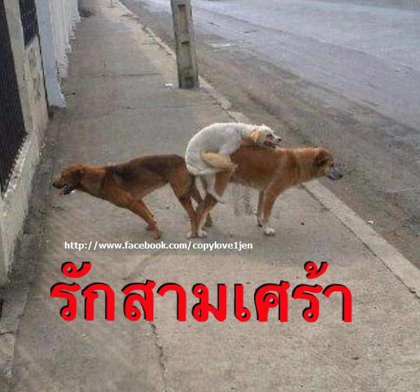 ชื่อ:  รักสามเส้า.jpg
ครั้ง: 10720
ขนาด:  47.4 กิโลไบต์