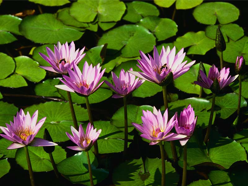 ชื่อ:  Water lilies.jpg
ครั้ง: 393
ขนาด:  81.8 กิโลไบต์