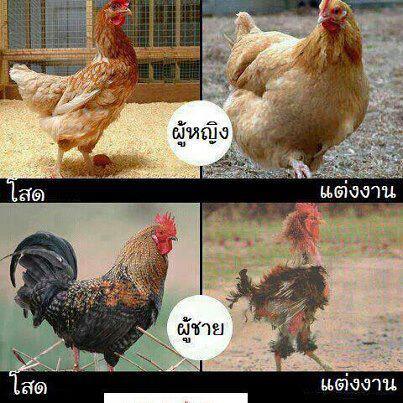 ชื่อ:  ไก่.jpg
ครั้ง: 1357
ขนาด:  44.4 กิโลไบต์