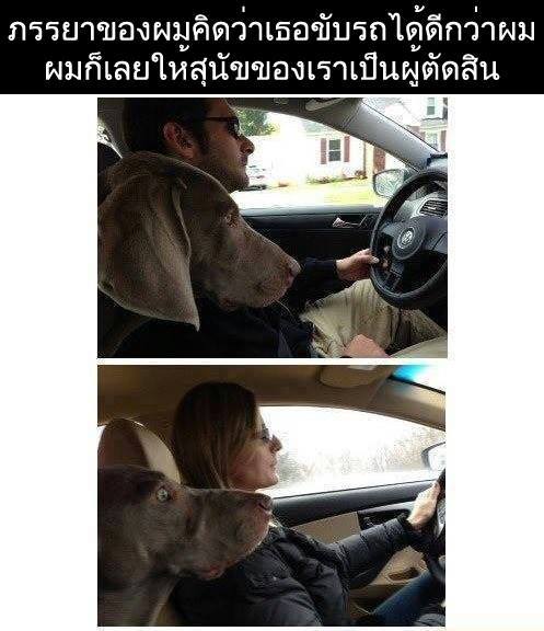 ชื่อ:  dogincar.jpg
ครั้ง: 497
ขนาด:  40.7 กิโลไบต์